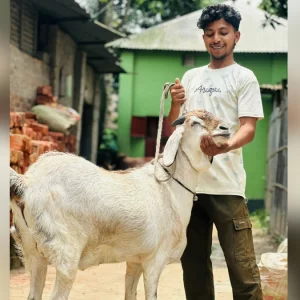 সৈয়দপুরে সুলতানের ৬৫ কেজি ওজনের ‘সুলতান’, নজর কাড়ছে সবার