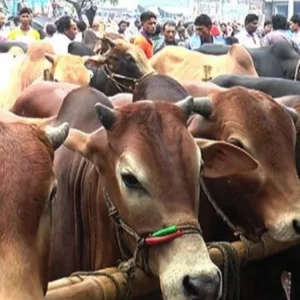 ঈদের নামাজের আগে কোরবানি করা যাবে?