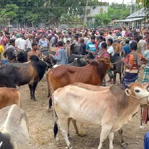 সিরাজগঞ্জে ৬ লাখের বেশি পশু প্রস্তুত, গো-খাদ্যের দাম বাড়ায় দুশ্চিন্তায় খামারিরা