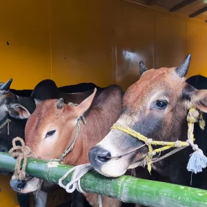 ট্রেনে চড়ে ঢাকার পথে কোরবানির গরু