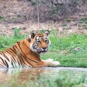 মহারাষ্ট্রে বাঘের আক্রমণে ৪ নারীর মর্মান্তিক মৃত্যু