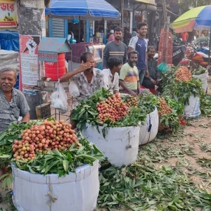 লিচু বিক্রি বাড়লেও দাম নিয়ে অসন্তোষ ক্রেতাদের