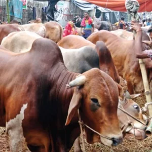 কোরবানি না দিয়ে আকিকা করা যাবে?