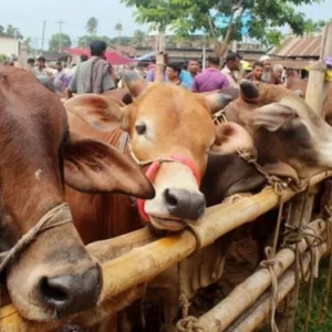 স্ত্রীর দেনমোহর বাকি থাকলে কি কোরবানি দেওয়া যাবে