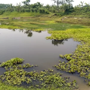 শ্রীমঙ্গলে পানিতে ডুবে দুই শিশুর মৃত্যু
