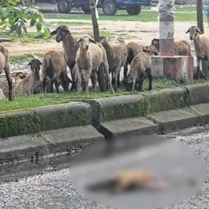 সঙ্গীর মৃত্যু মেনে নিতে পারেনি ভেড়ার দল, রাস্তায় দাঁড়িয়ে রইল দেড় ঘণ্টা