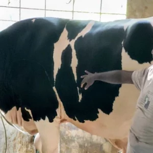 কালু-ধলু বিক্রি হবে ২৫ লাখে, কিনলে সঙ্গে ছাগল ফ্রি