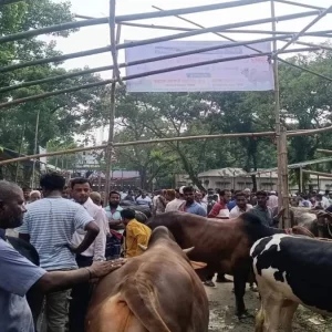 হাটে হঠাৎ কোরবানির গরু জ্ঞান হারালে করণীয় কী