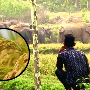 ৩০ বছরেও খাদ্যভান্ডার গড়ে ওঠেনি, পাকা ধান নিয়েই মানুষ-হাতির টানাটানি