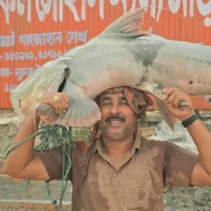পদ্মায় জেলের জালে ধরা পড়ল ৩৫ কেজির বাঘাইড়