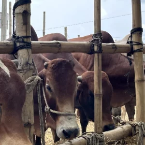দরদামে না মেলায় কোরবানি হাট থেকে ফেরত আনা গরু মারা গেল বজ্রপাতে