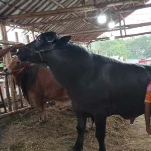 বেশ দুরন্ত ও আক্রমণাত্মক ‘এমবাপ্পের’ দাম ১০ লাখ