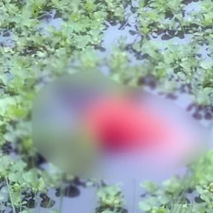 নিখোঁজের দুই দিন পর পুকুর থেকে যুবকের মরদেহ উদ্ধার