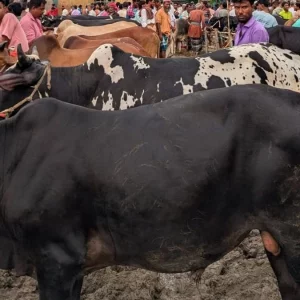 জবাইয়ের পর কোরবানির পশুর পেটে বাচ্চা পাওয়া গেলে করণীয় কী?
