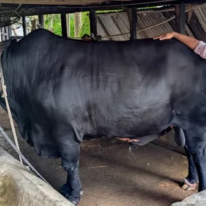 বিক্রি হলো খালেদা জিয়াকে উপহার দেওয়া সেই ‘কালো মানিক’