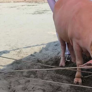 কোরবানি পশুর হাটে মহিষের তাণ্ডব, নিহত ২