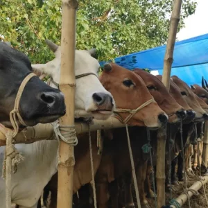 কোনো শরিক টাকা কম দিলে কোরবানি কি শুদ্ধ  হবে?