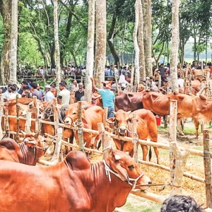 উত্তরার হাটে বিশেষ আকর্ষণ রোনালদো-কিম জং উন