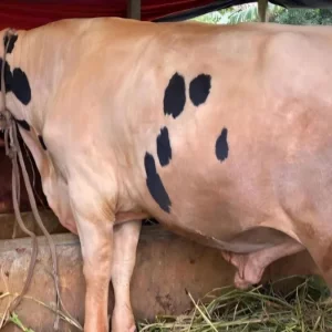 ‘নোয়াখালীর বস’-কে দেখতে খামারির বাড়িতে ভিড়