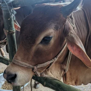 কোরবানি পশুর হাটে গরুর গুঁতোয় নারীর মৃত্যু