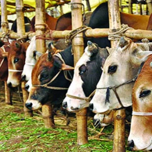কোরবানির পশু বাছাইয়ে মানতে হবে ইসলামের ৪ বিধান