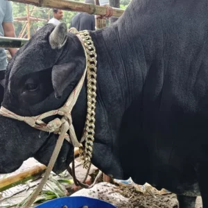 সারাদিন শুয়ে-বসে থাকে অলস ষাঁড়, নাম রাখা হলো কমিশনার