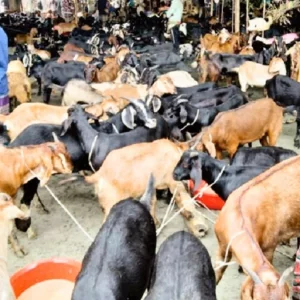 চলছে দরদাম, শেষ দিনের অপেক্ষায় ক্রেতারা