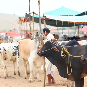 ‘আল্লাহর দরবারে কোরবানির গোশত ও রক্ত কিছুই পৌঁছায় না, পৌঁছায় শুধু তোমাদের তাকওয়া’