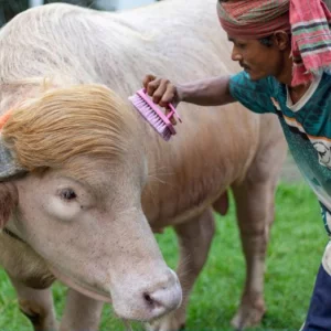 স্বরাষ্ট্রমন্ত্রীর হস্তক্ষেপে কোরবানি হচ্ছে না ‘ডোনাল্ড ট্রাম্প’