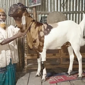 কম্বল বিছিয়ে ঘুমায় ‘নবাব সিরাজউদ্দৌলা’, গোসলের পর গায়ে দেয় বেলী ফুলের তেল