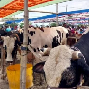 কোরবানির মাংস বিক্রি কি জায়েজ?