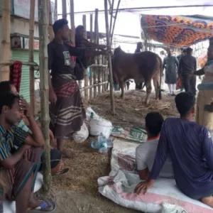গাবতলী হাটে গরুর দামে ধস, অবিক্রিত পশু নিয়ে ফিরছেন ব্যাপারীরা