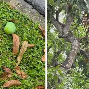 যে দেশে পড়ে থাকা আম কুড়োলেই গুনতে হয় ৫ লাখ টাকা জরিমানা!
