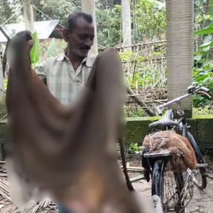 সরকারি দর বাড়লেও চামড়ার বাজারে হতাশা