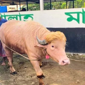 কোরবানির বদলে যে কারণে চিড়িয়াখানায় জায়গা হলো ‘ডোনাল্ড ট্রাম্পের’
