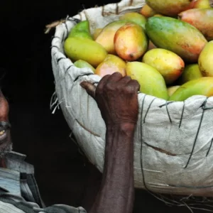 ভারতীয় আম আমদানিতে নিষেধাজ্ঞা জাপানের