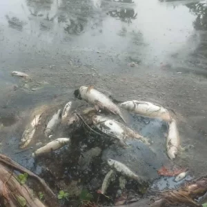 রাতে চাষের পুকুরে ‘বিষ’, সকালে ভেসে উঠলো লাখ লাখ টাকার মাছ