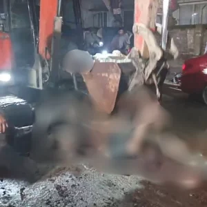ব্রাহ্মণবাড়িয়ায় সড়কে পড়ে থাকা চামড়া নেওয়া হচ্ছে ময়লার ভাগাড়ে