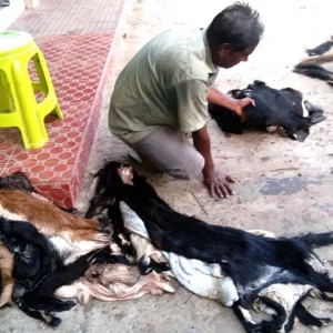 দিনাজপুরে খিলি পানের দামে বিক্রি হচ্ছে ছাগলের চামড়া