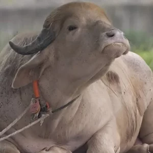 ডোনাল্ড ট্রাম্পের নামের বানান ভুল, জাতীয় চিড়িয়াখানার কিউরেটরকে বদলি