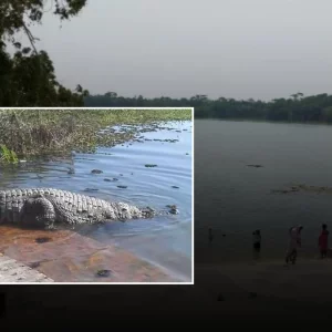 বাগেরহাটে খান জাহান আলীর মাজারের দীঘিতে শিশুকে টেনে নিয়ে গেছে কুমির
