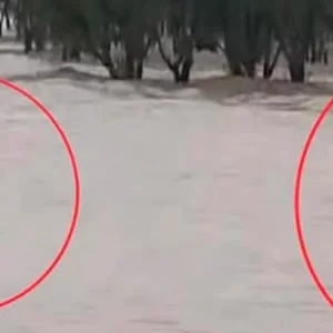 গুলিয়াখালীতে সাগরে ভেসে যাচ্ছিলেন ৪ পর্যটক, উদ্ধার করলো গ্রাম পুলিশ