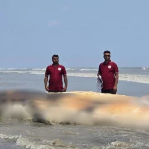 কুয়াকাটা সৈকতে ভেসে এলো ৫৮ ফুট লম্বা মৃত তিমি