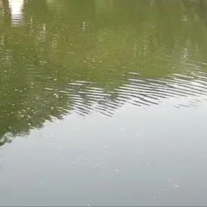 শরীয়তপুরে পুকুরে ডুবে দুই ভাইয়ের মৃত্যু