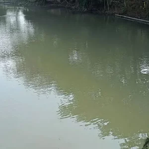 ছোট ভাইকে বাঁচাতে পুকুরে ঝাঁপ, প্রাণ গেল দুজনেরই