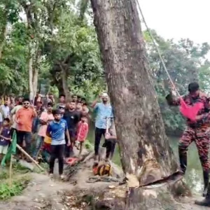 উপড়ে পড়ে আবার ‌‌‘উঠে দাঁড়ানো’ সেই গাছ কাটলো প্রশাসন