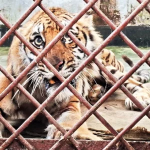 দীর্ঘ চিকিৎসায় পুরোপুরি সুস্থ, ফাঁদে আটক বাঘিনিকে ছাড়া হবে সুন্দরবনে