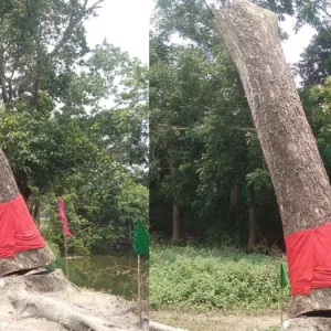 হঠাৎ ‘উঠে দাঁড়াল’ ঝড়ে উপড়ে পড়া গাছ, এলাকায় চাঞ্চল্য
