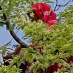গভীর রাতে নিখোঁজ গৃহবধূ, উঠে বসেছিল তেঁতুল গাছের মগডালে