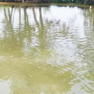 ভাইকে ডুবতে দেখে পুকুরে ঝাঁপ, একসঙ্গে দুজনের মৃত্য